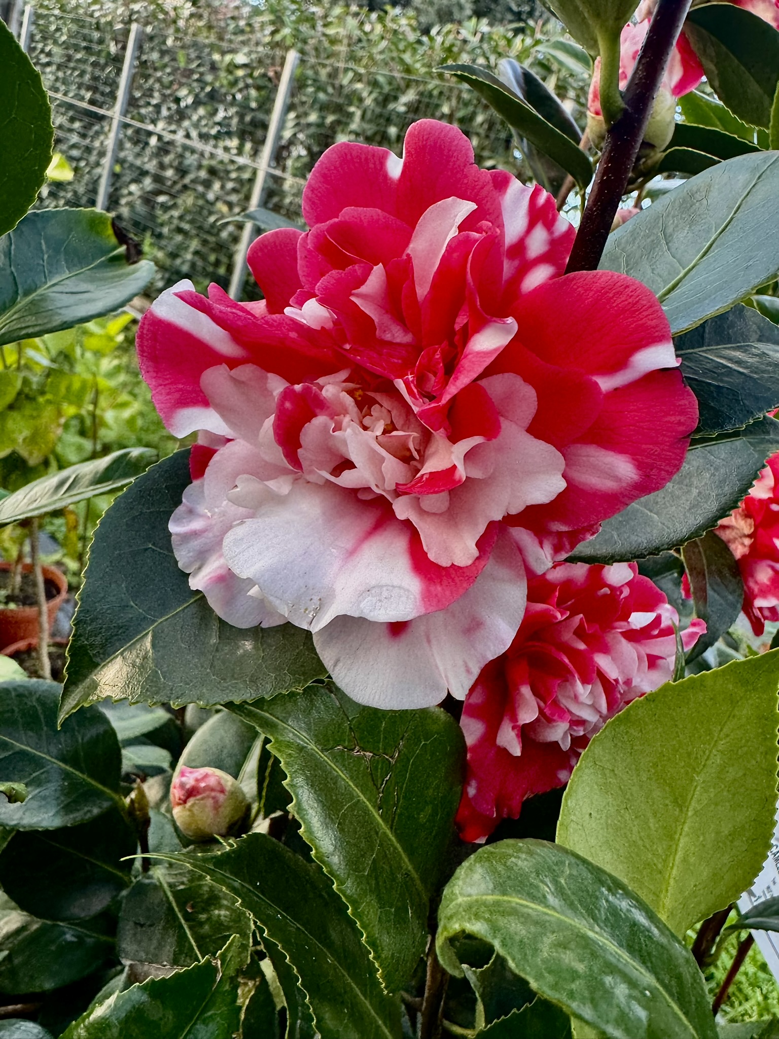 Camelia Japonica H90/100