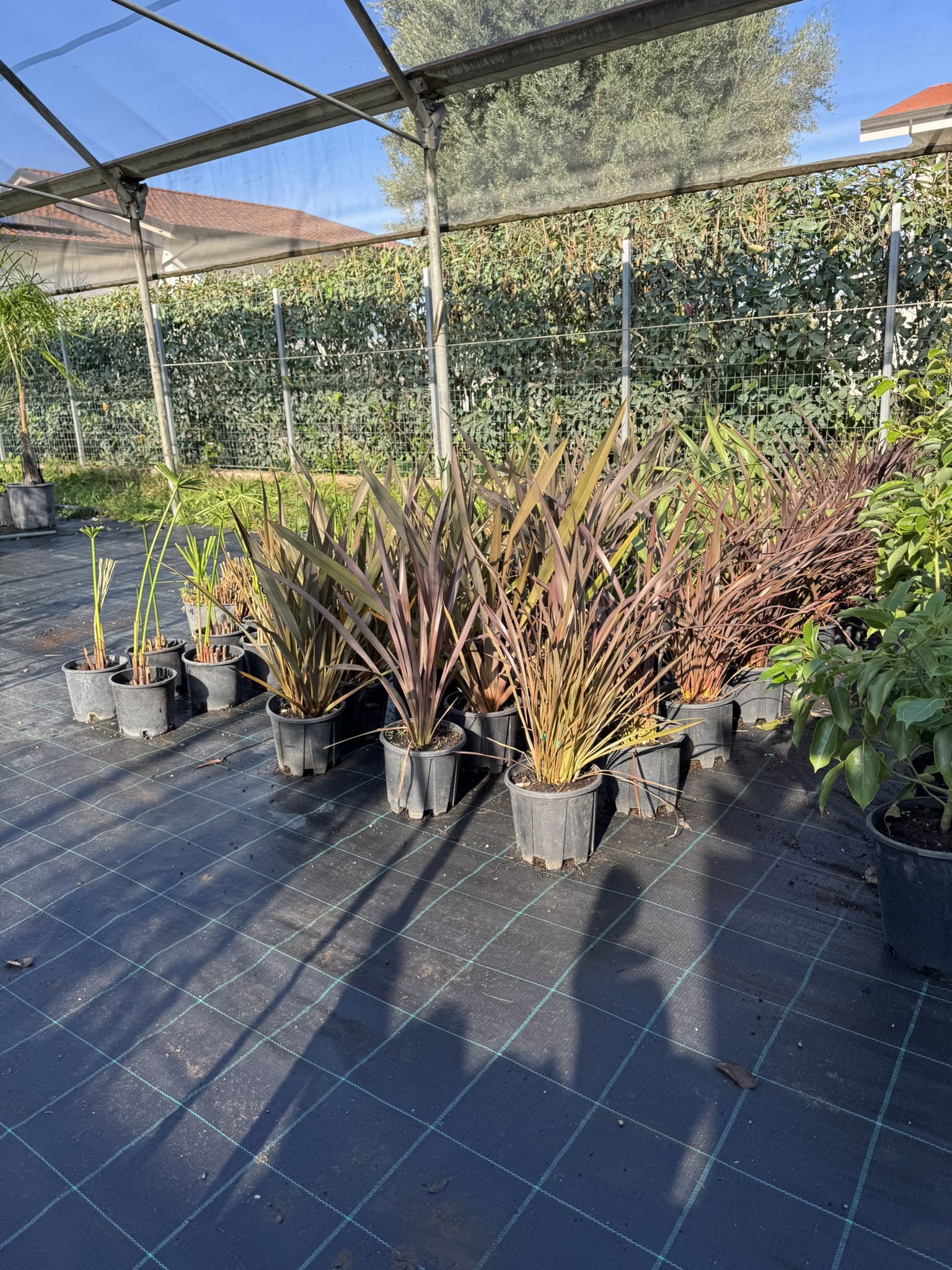 Phormium