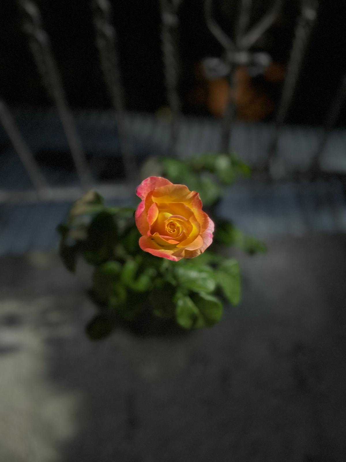 Immagine 2