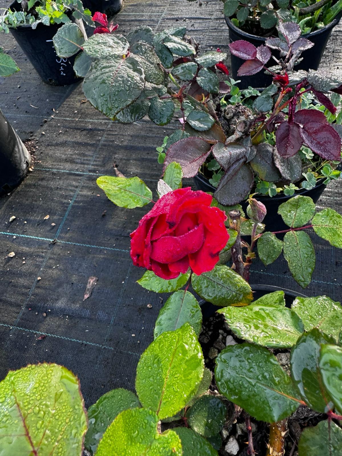 Rosa cespuglio