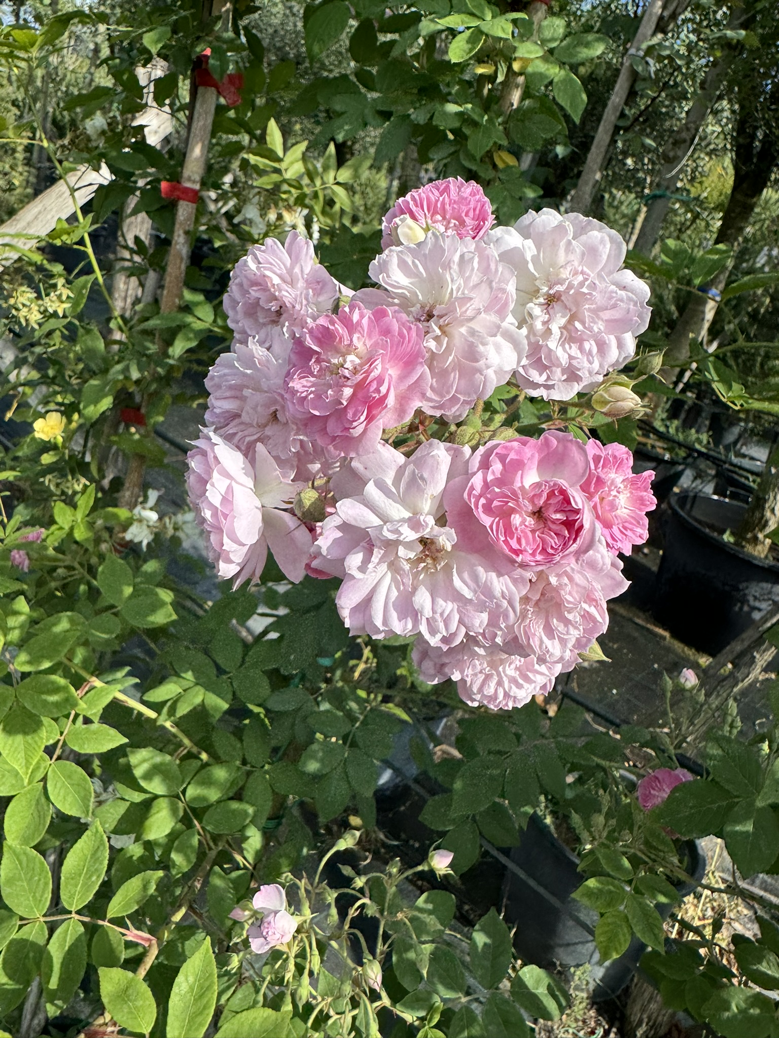 Rosa Banksia