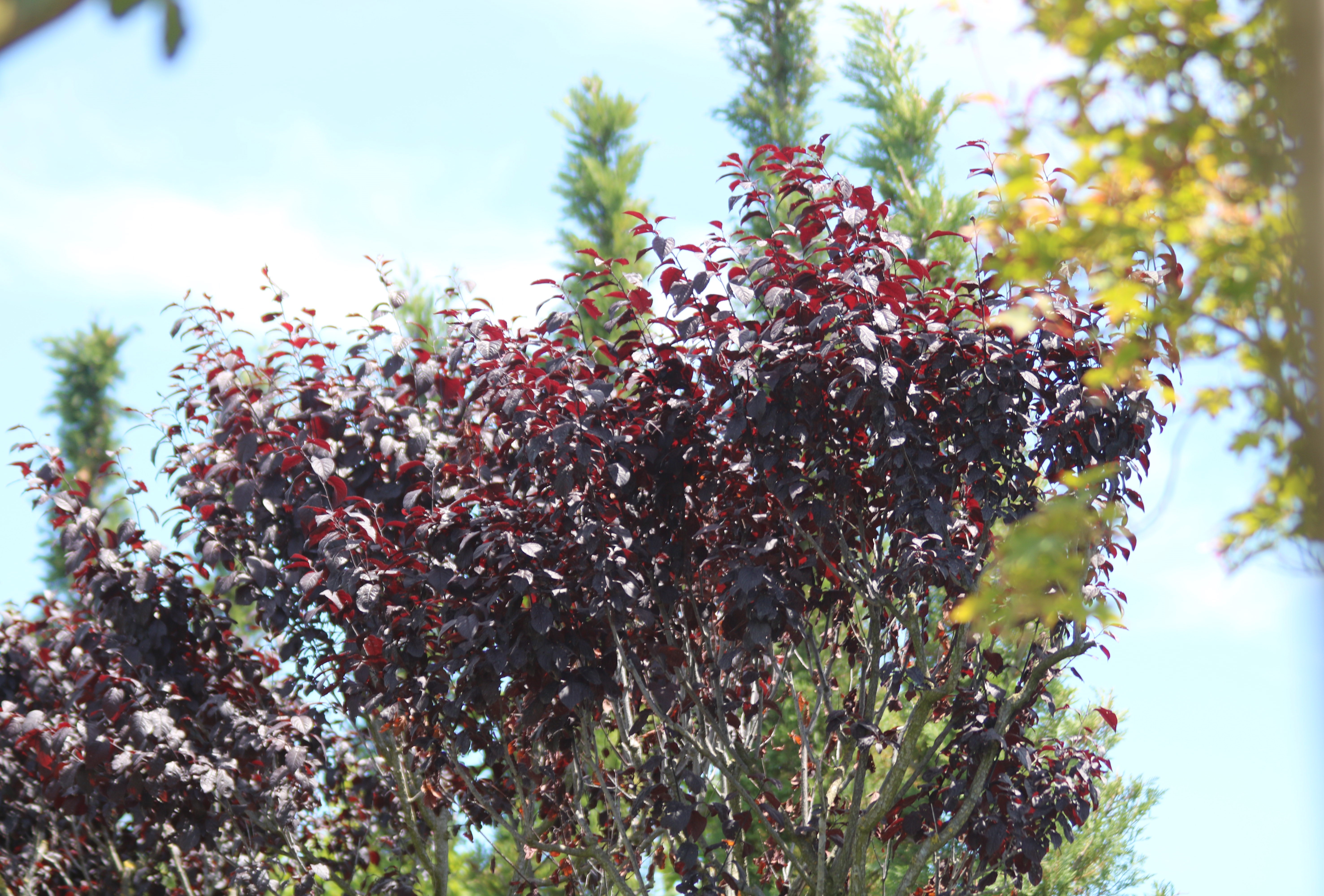 Prunus Pissardi