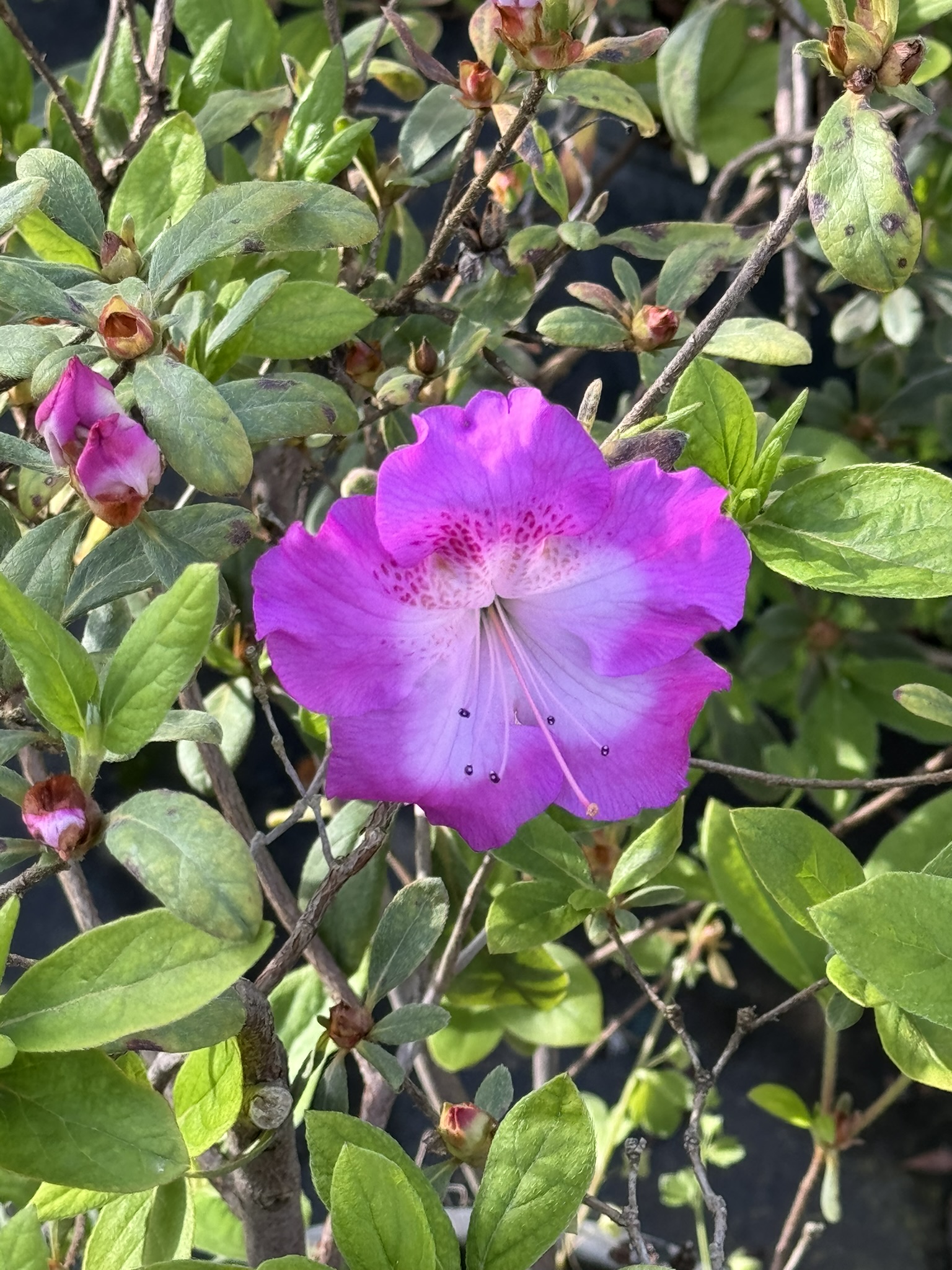 Hibiscus
