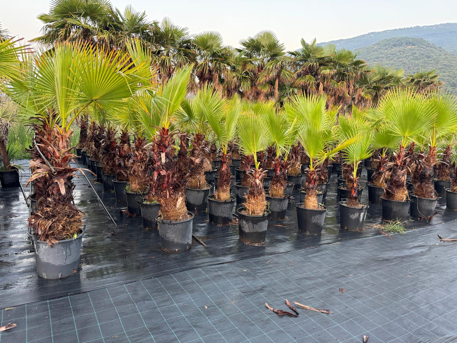 Washingtonia Filifera