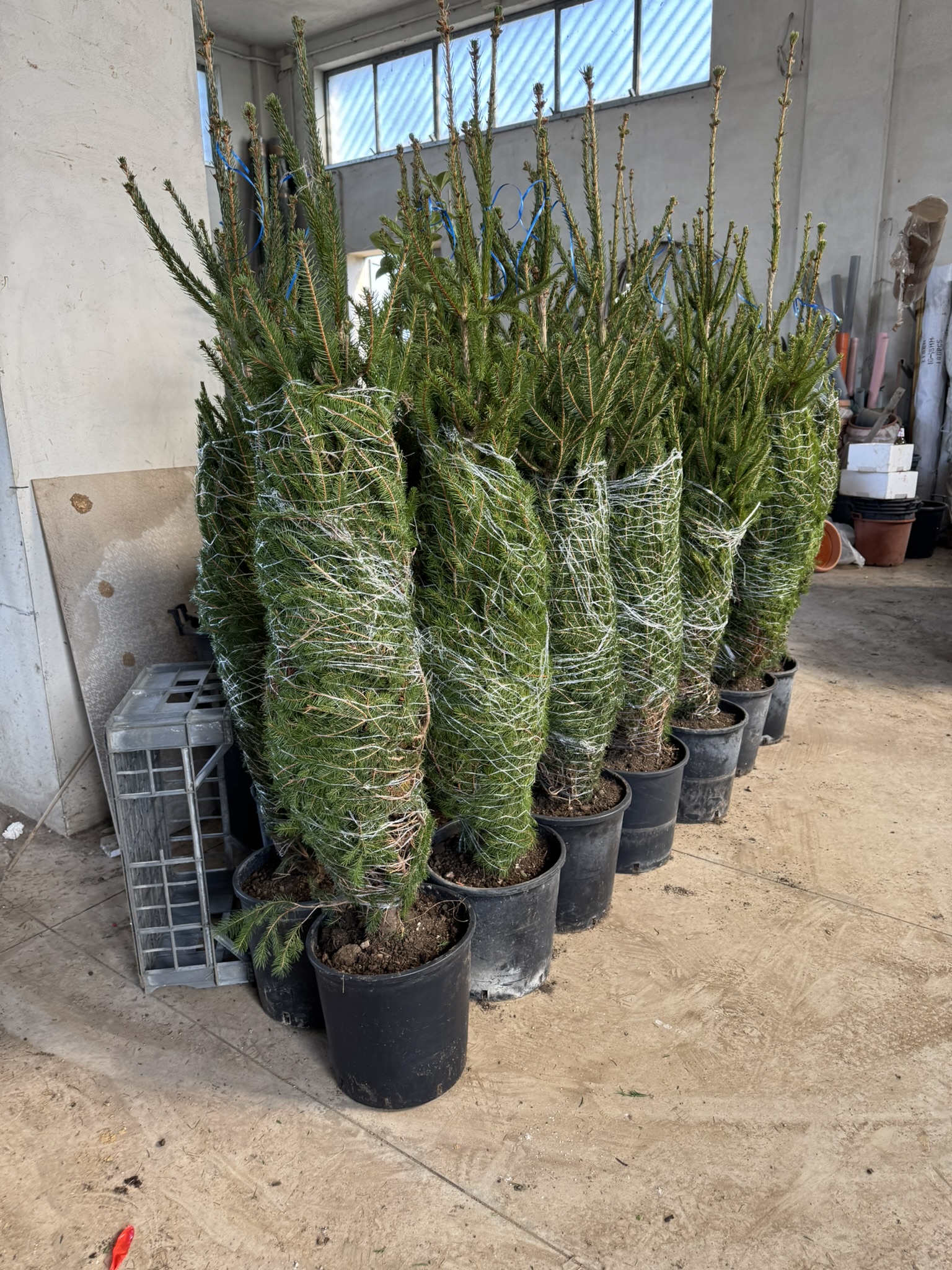 Abies Nordmanniana v.30