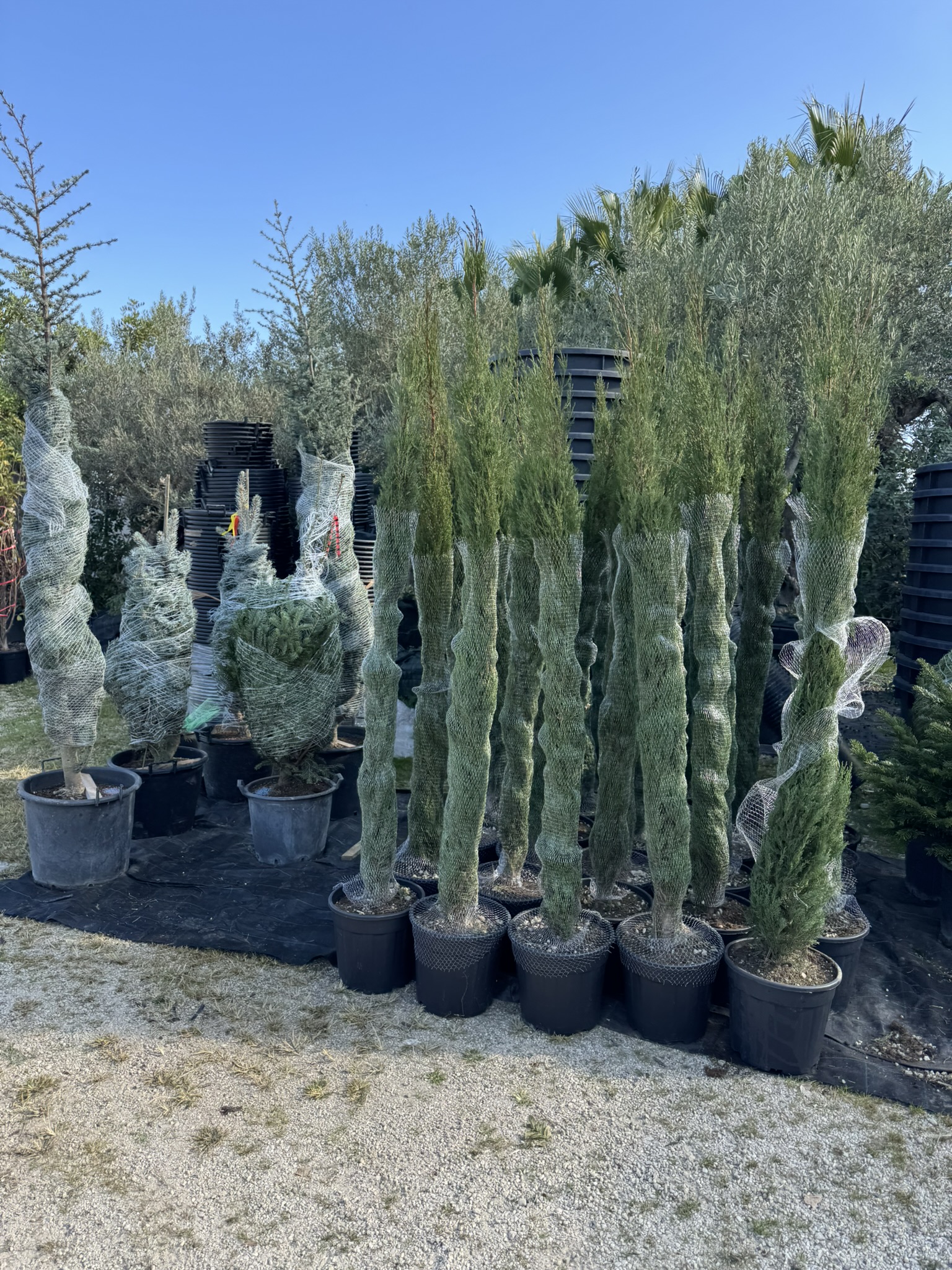 cupressus sempervirens