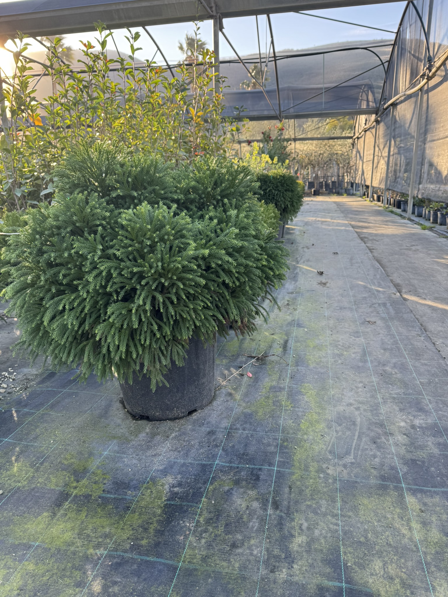 Cryptomeria japonica