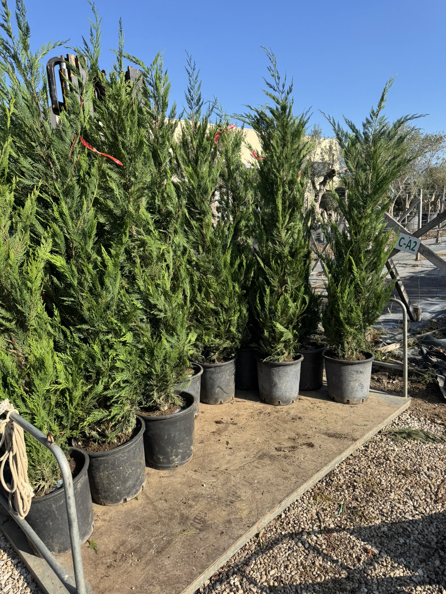 Cupressocyparis leylandii