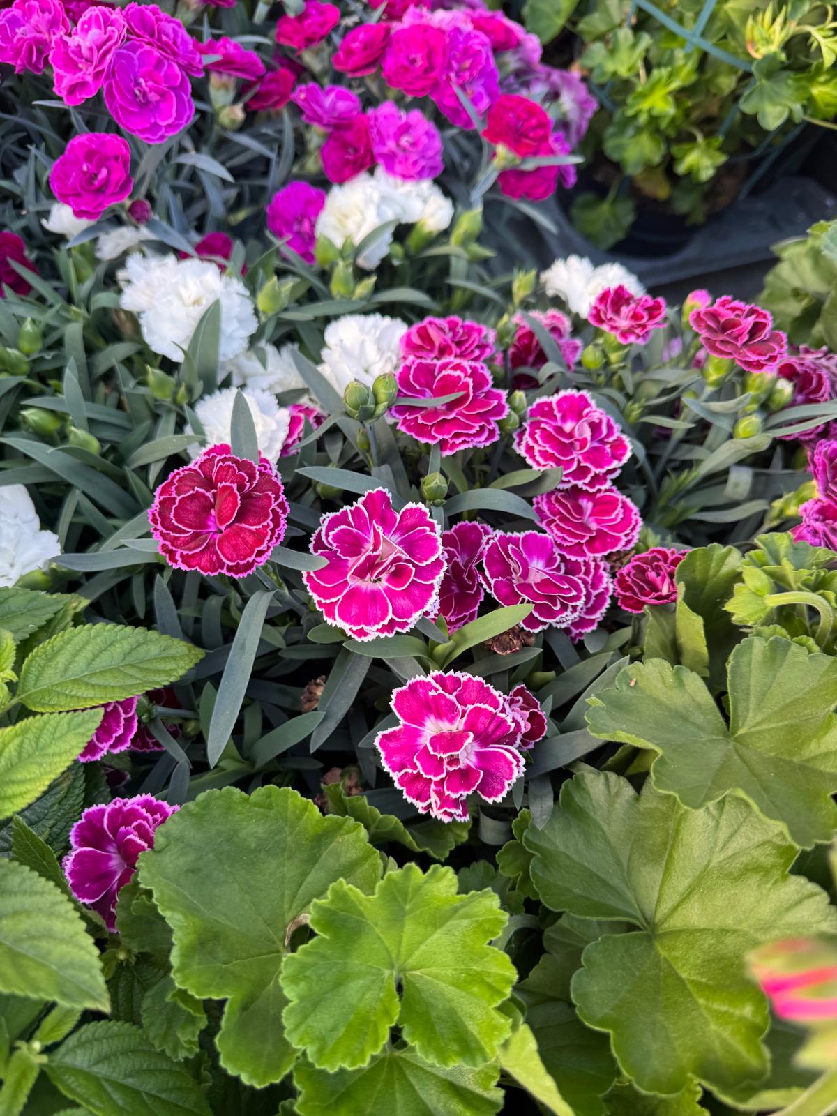 Garofano 