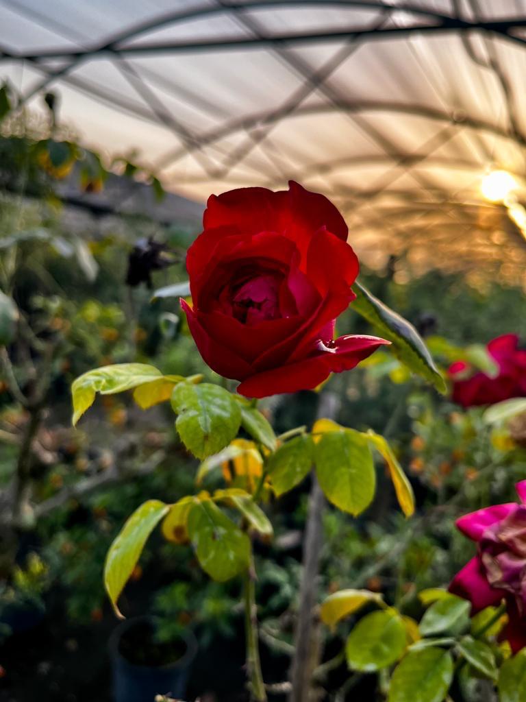 Rose