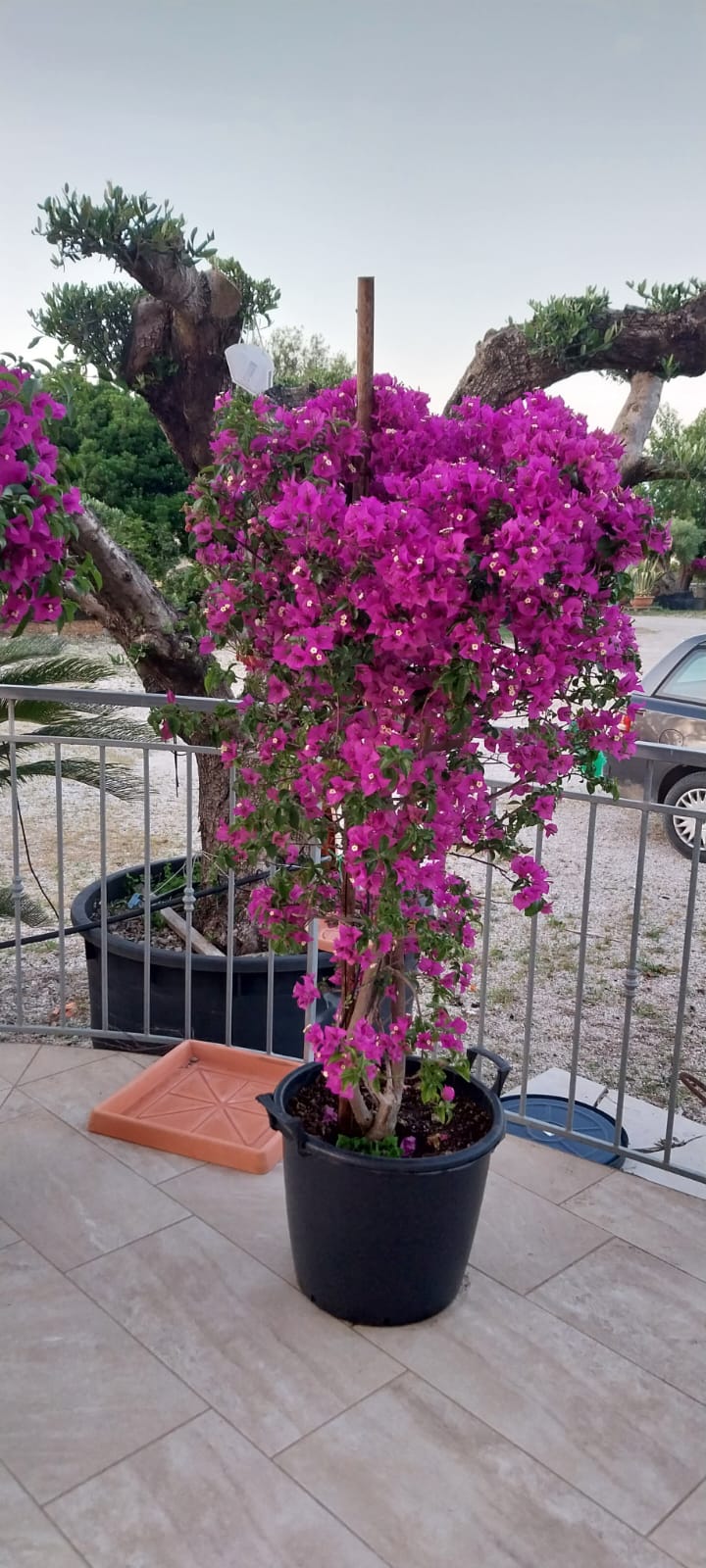 Rampicanti