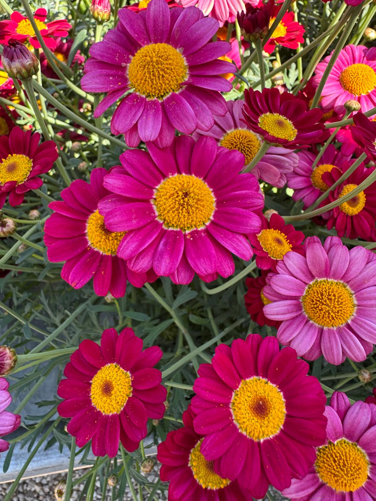 fiori